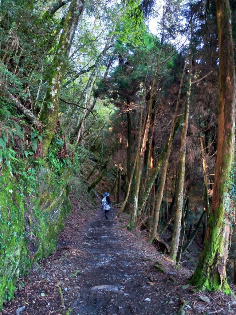 檜山巨木群步道_1662837