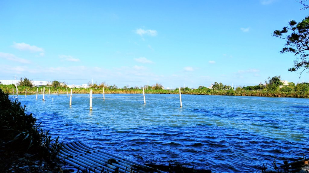 富岡仙草花_2942426