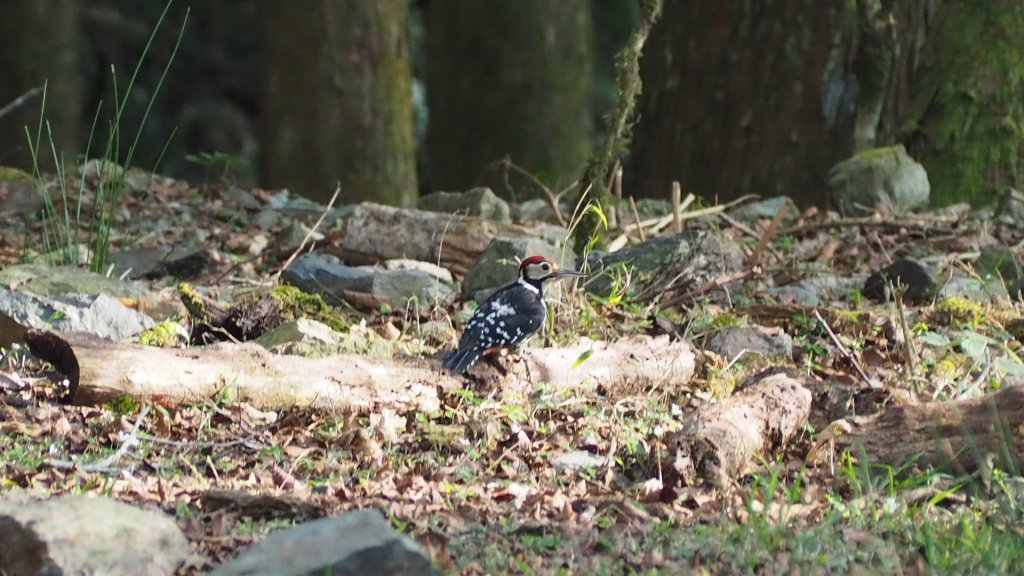 《台中》訪一葉蘭｜大雪山210林道（船型山林道）上烏石坑山20230412_2111515