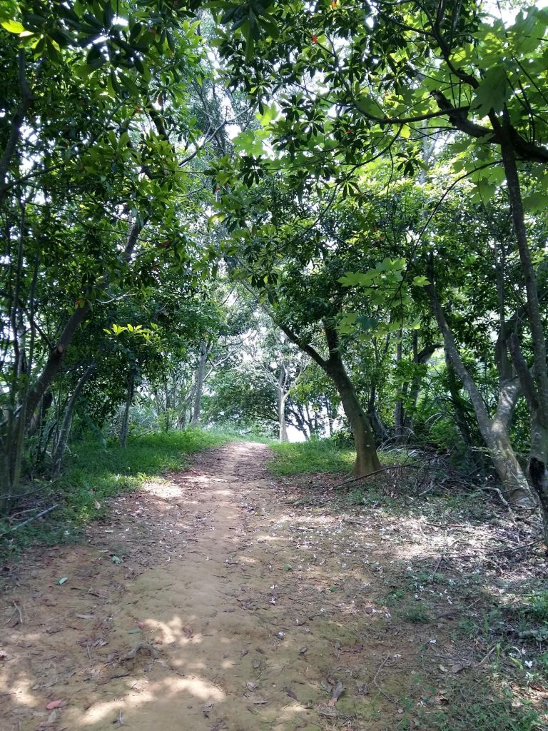 口山古步道_123070