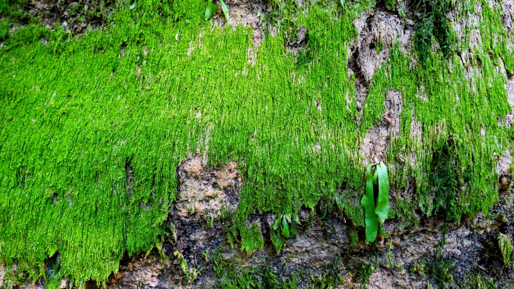 油羅山(一上三下)_2959122