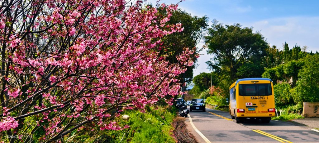 追花是簡單的快樂，賞花是恬淡的幸褔 2/25_2720144