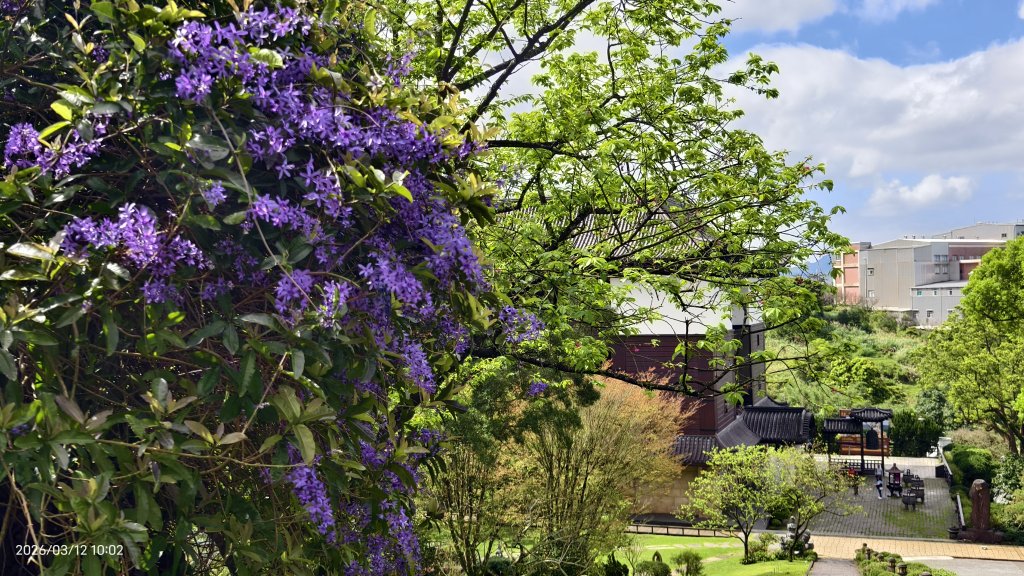 #緣道觀音廟 #北海福座 #萬代福 #黃花風鈴木 #錫葉藤 #青帶鳳蝶 #昭和櫻 #吉野櫻 3/12封面圖