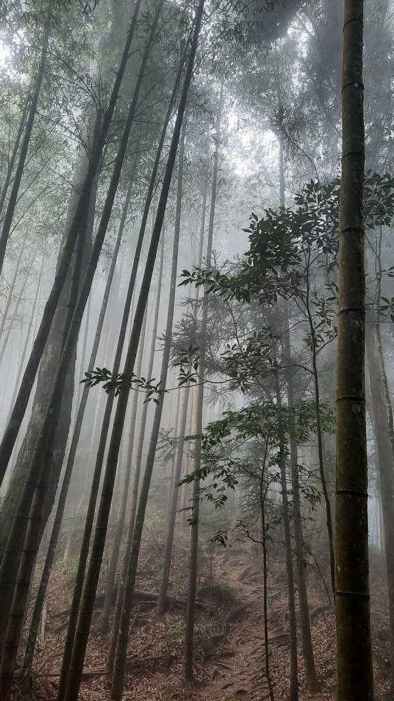 《南投》忘憂森林｜嶺頭山及金柑樹山O繞(留龍頭起登)20230318_2076826