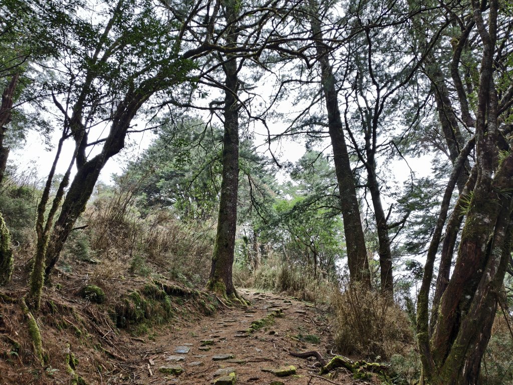 [玉山尋寶任務-08/12] 2025_0824 鹿林山步道_鹿林山_2870830