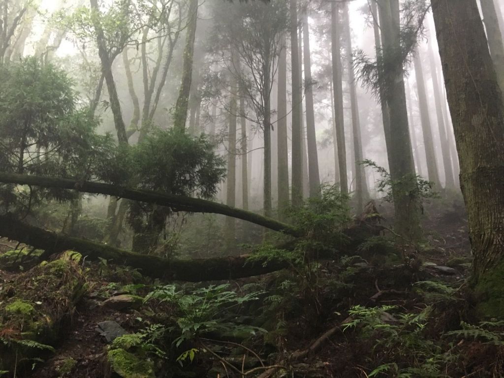 觀霧檜山巨木森林步道_171743