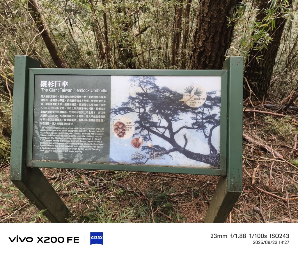 [玉山尋寶任務-05/12] 2025_0823 塔塔加步道(大鐵杉登山步道)_2869661