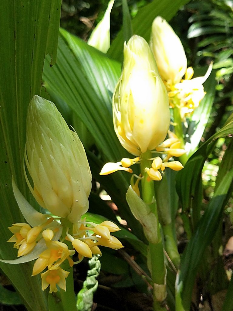 三大強勢族群野生根節蘭，輪番上陣繁衍新生_1109323