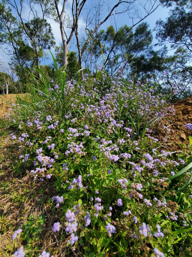 勇闖雲嘉五連峰_821351