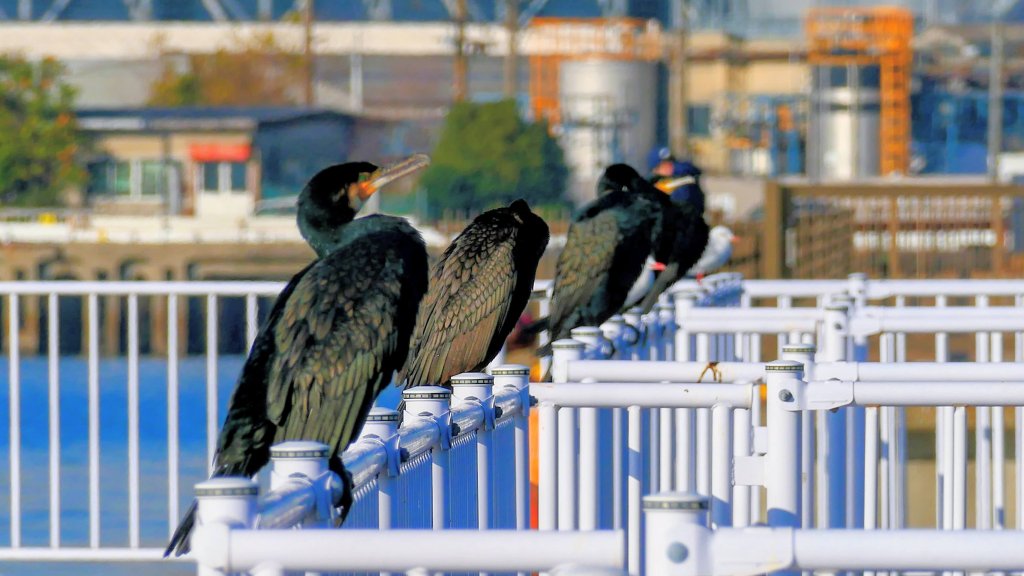 名古屋港邊的時空對白封面圖