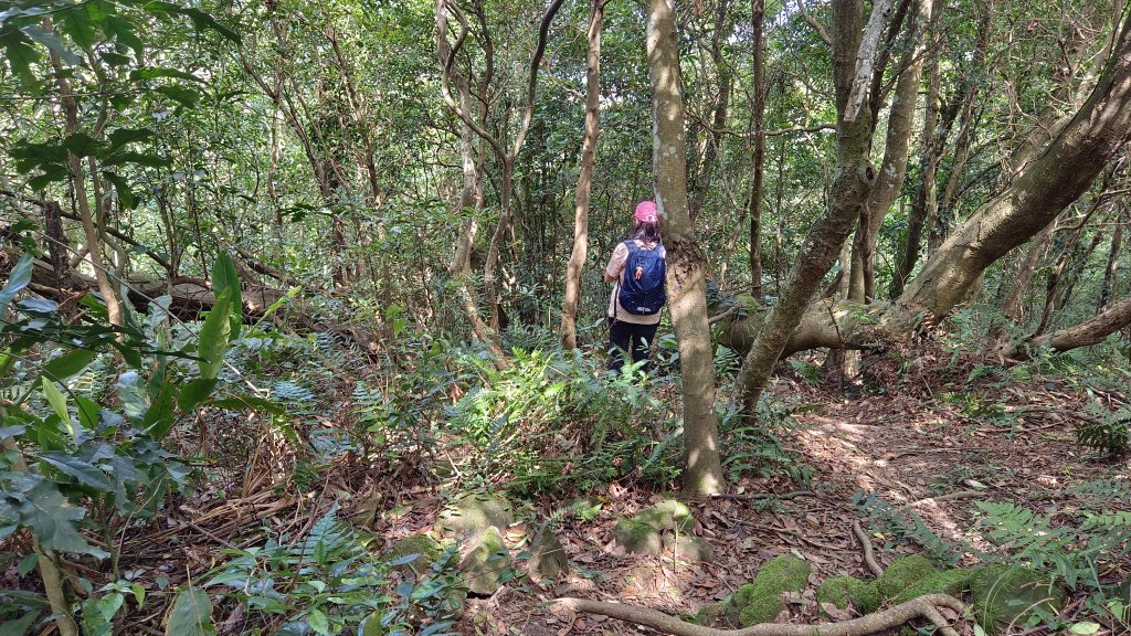 (姨婆趴趴走)第二十五集:新竹飛鳳山步道群環狀縱走_2313737