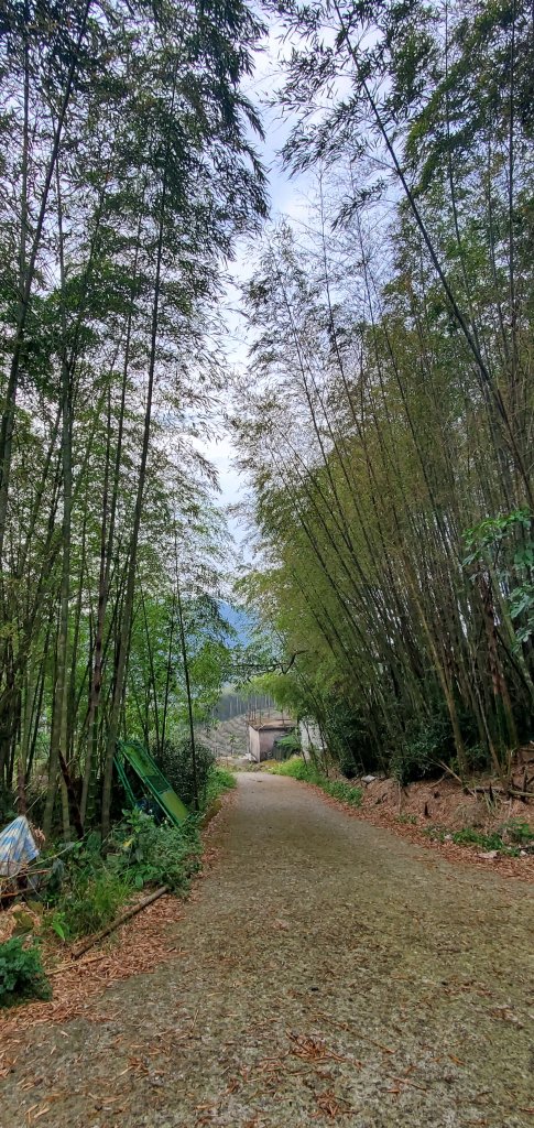 2024-05-18梨子腳山步道_2507936