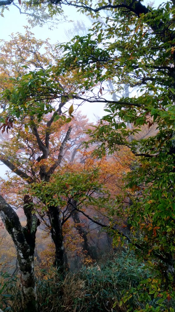  秋的色彩繽紛絢麗，美的讓人讚嘆不已!_456358