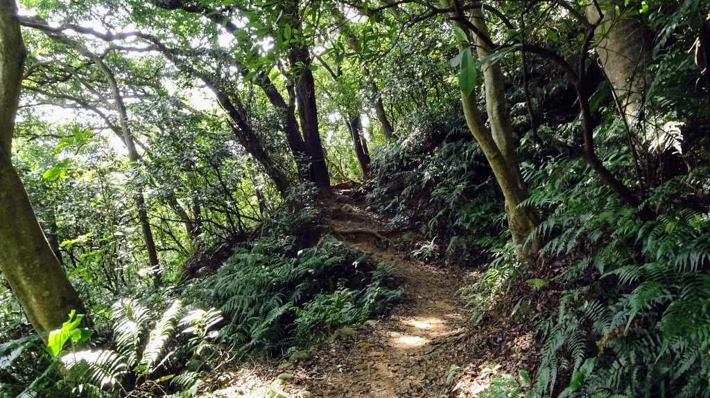 頂福巖森林步道(林口森林步道)_2283325