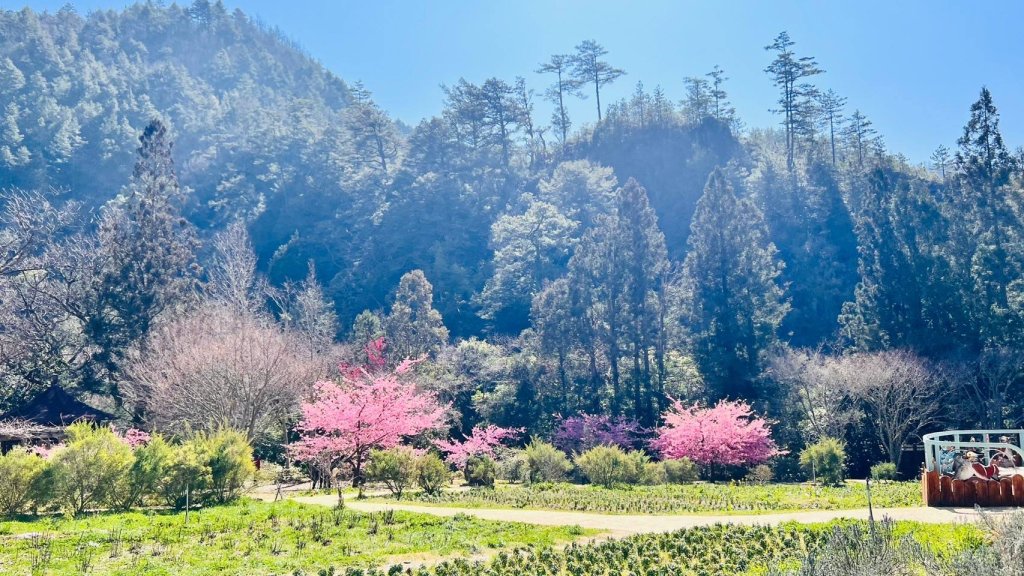 🌈2/16(日)-17(一)福壽山+武陵農場賞櫻🌈🌸FB：熊熊趴爬走 歡迎加入_2714890