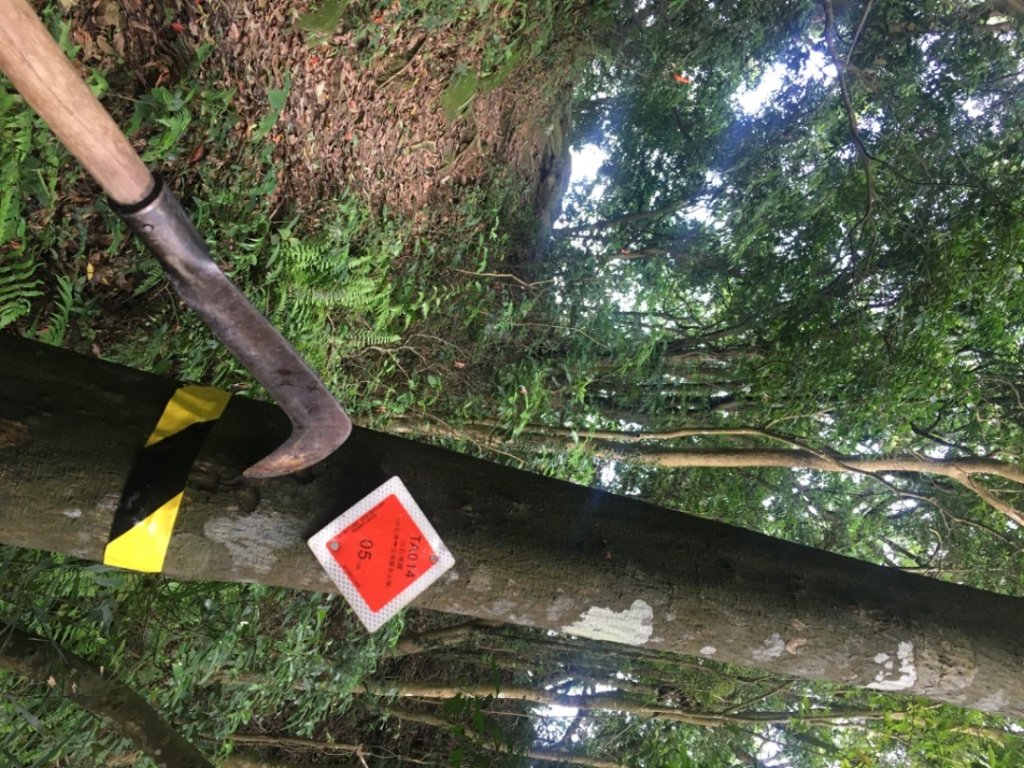 白金（白石山、十三分山、583峰、金面山_2494734
