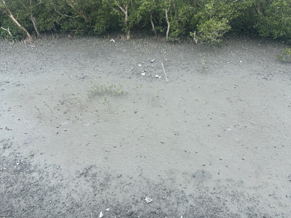 芳苑濕地紅樹林海空步道_2766460