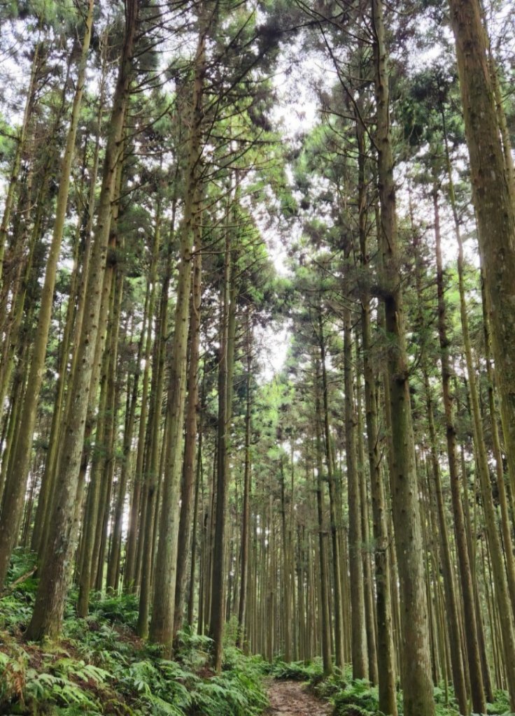 【中級山】有一種美，令人不想回家，新竹鵝公髻山_2744636