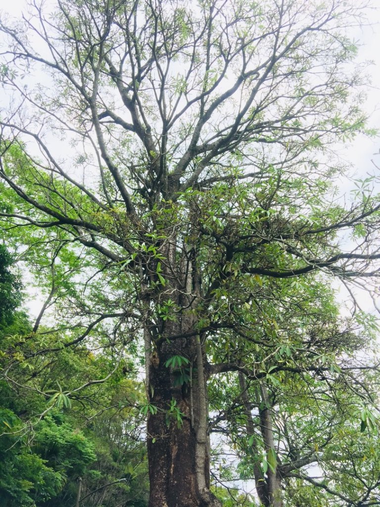 大坑6.7.10號_565788