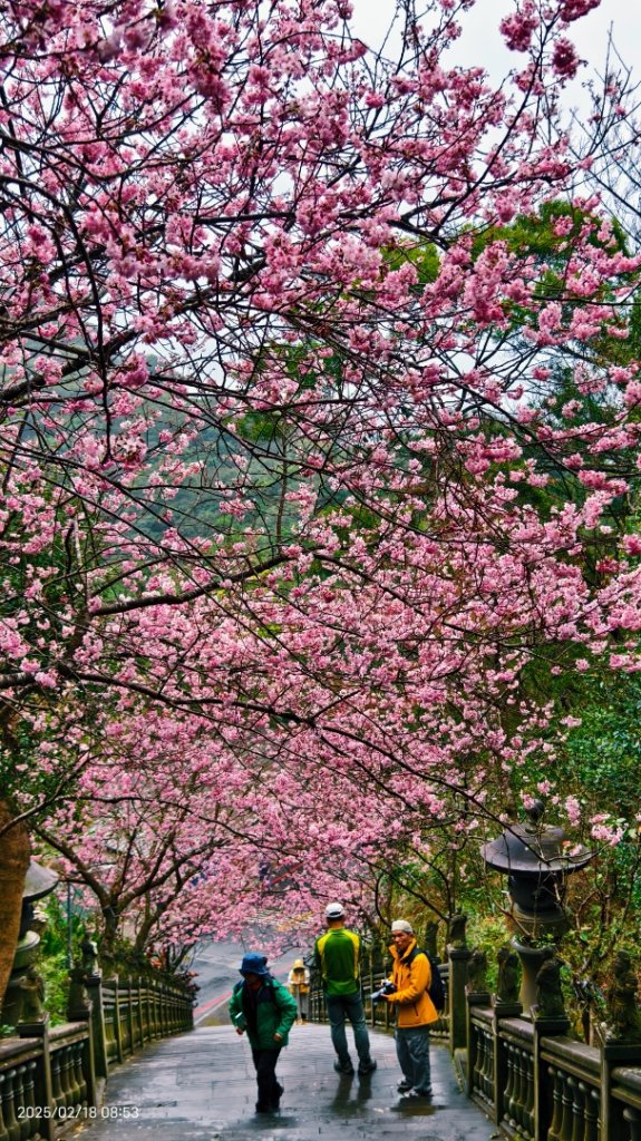 內湖碧山巖 2/18_2714781