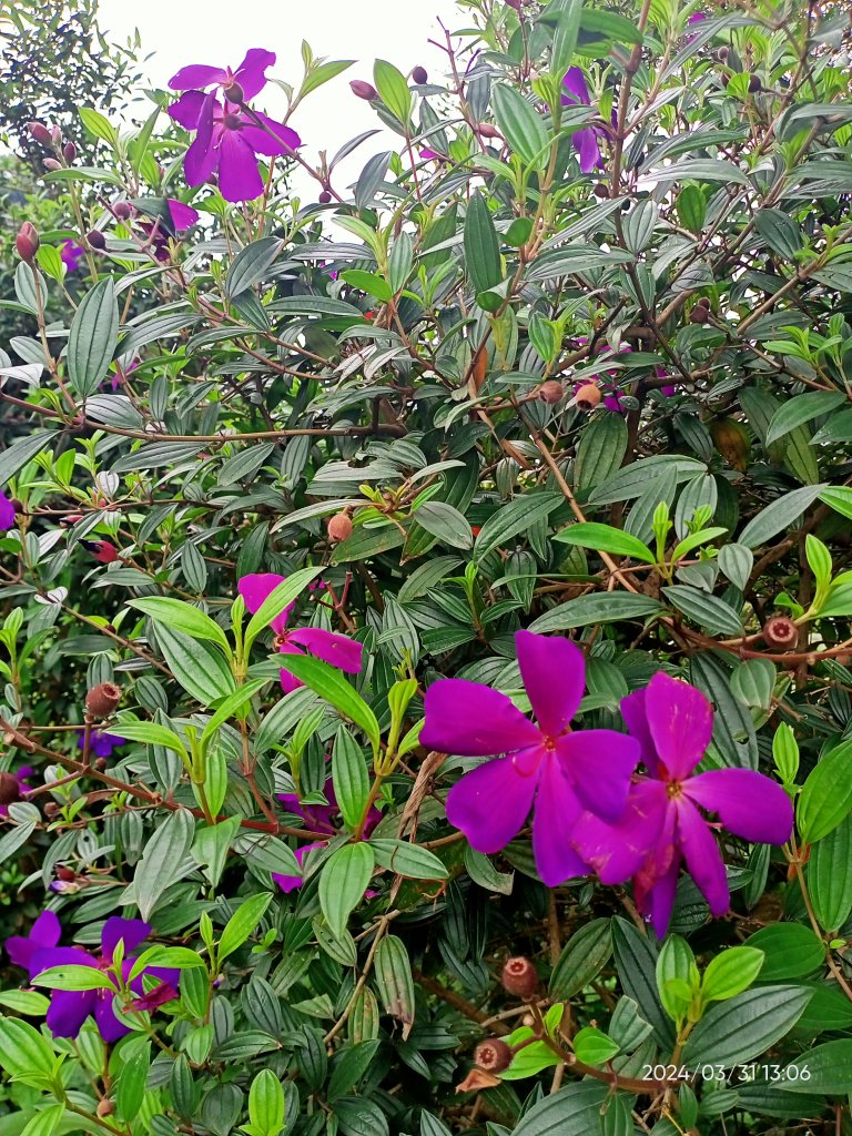 【臺北大縱走 6】中華科大→捷運麟光站、【小百岳集起來】#013 南港山 H375m_2470601