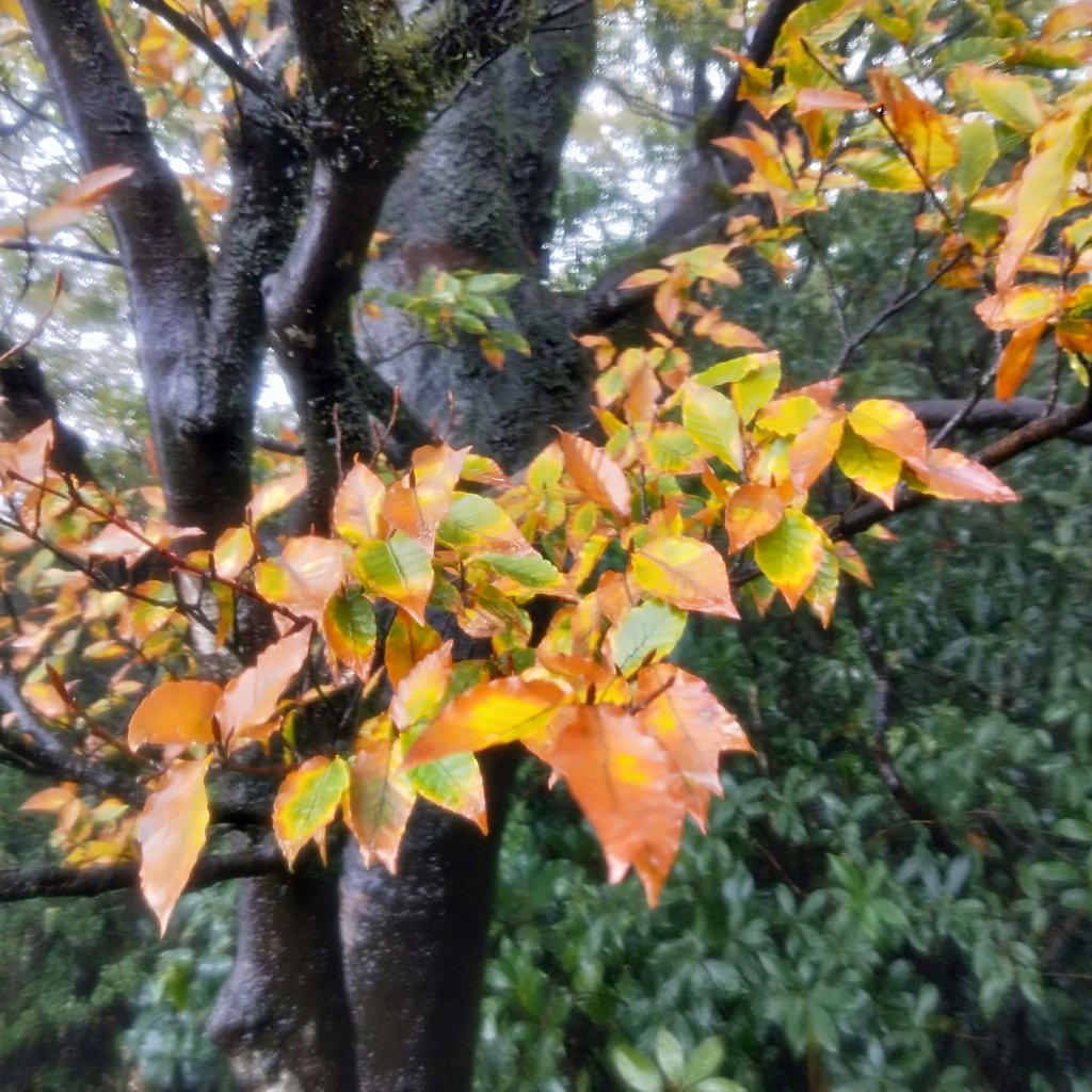 20201025 雲森瀑布，卡保山山毛櫸_1145476