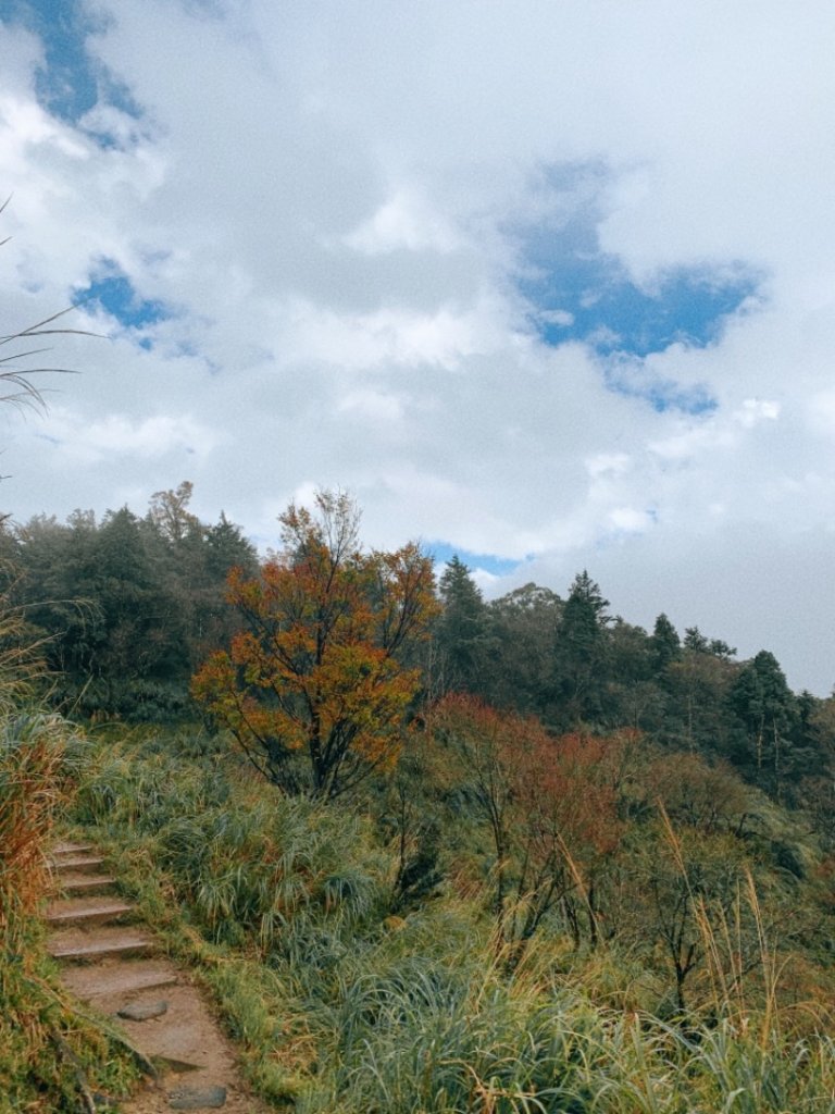 20211113太平山山毛櫸步道_1514302