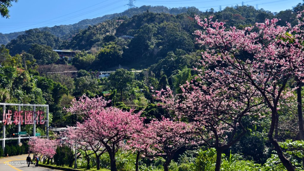 #栗尾椋鳥 #綠繡眼 #東湖樂活公園 #花園新城 #屈尺 #寒櫻 2/4_2992884