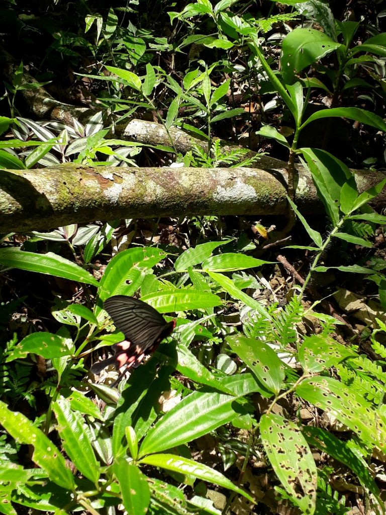 關仔嶺大凍山_141285