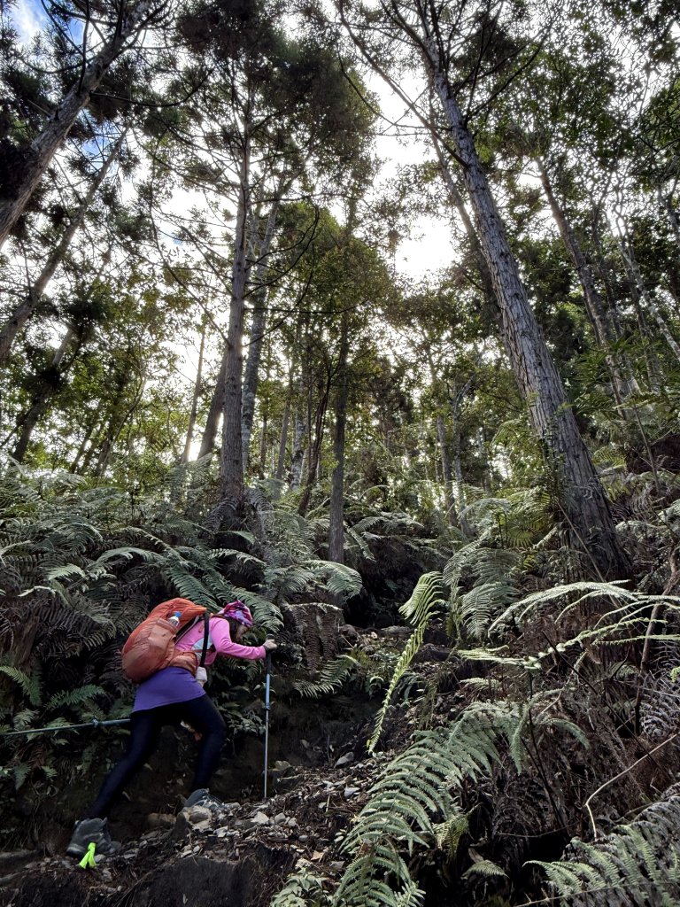 回程下雨的 松鶴上 八仙山 20251025_2925746