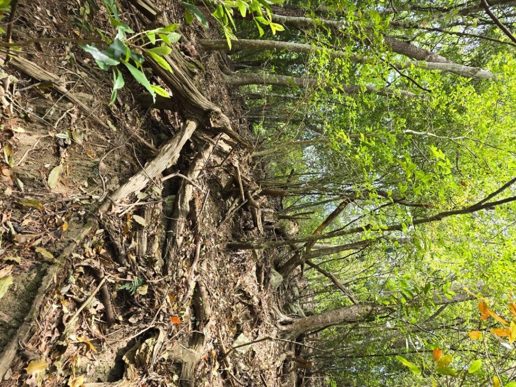 谷關松鶴橋對面的德芙蘭生態步道順登東卯山西南峰_2748307