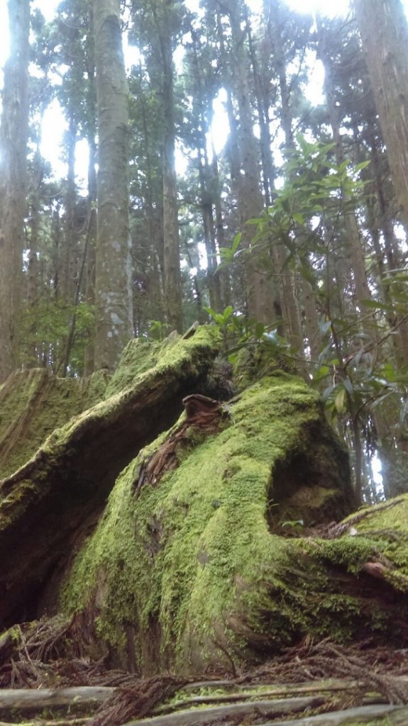 觀霧（榛山，檜山，野馬瞰山，觀霧瀑布）_636075