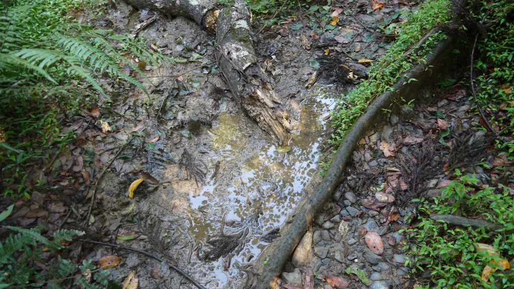 松蘿湖單攻登山健行趣（步道）_1522174