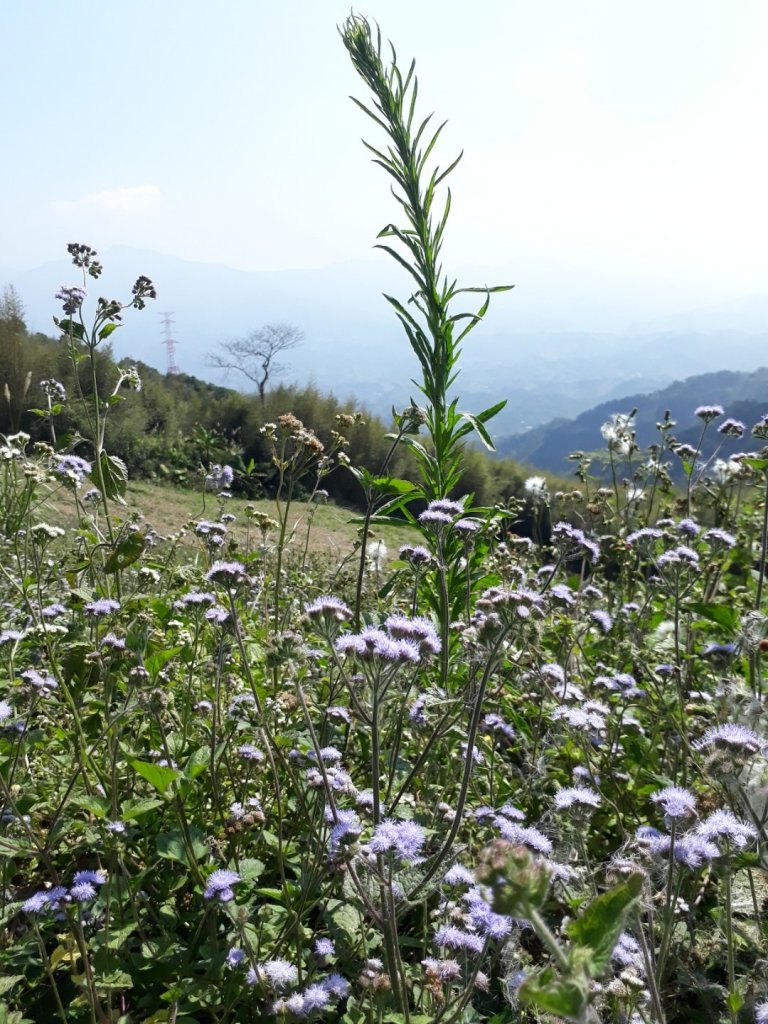 樟之細路苗栗大湖出關古道中段(十份崠段)封面圖