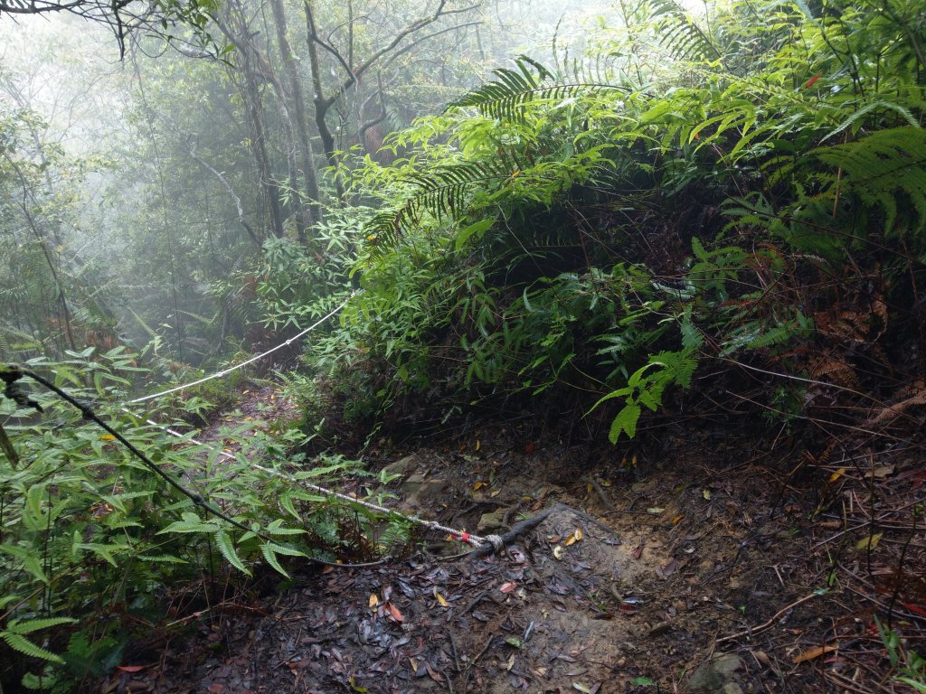 石牛山(小百岳)迷霧中登頂及陡坡探險之旅_903821