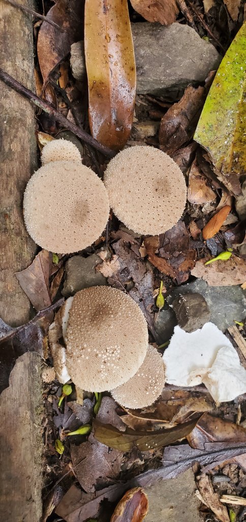 2024-02-24東滿步道_2437341