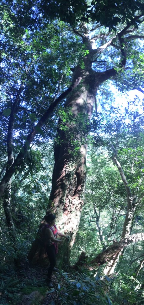 鳥結o. (內鳥嘴、那是山_2595895