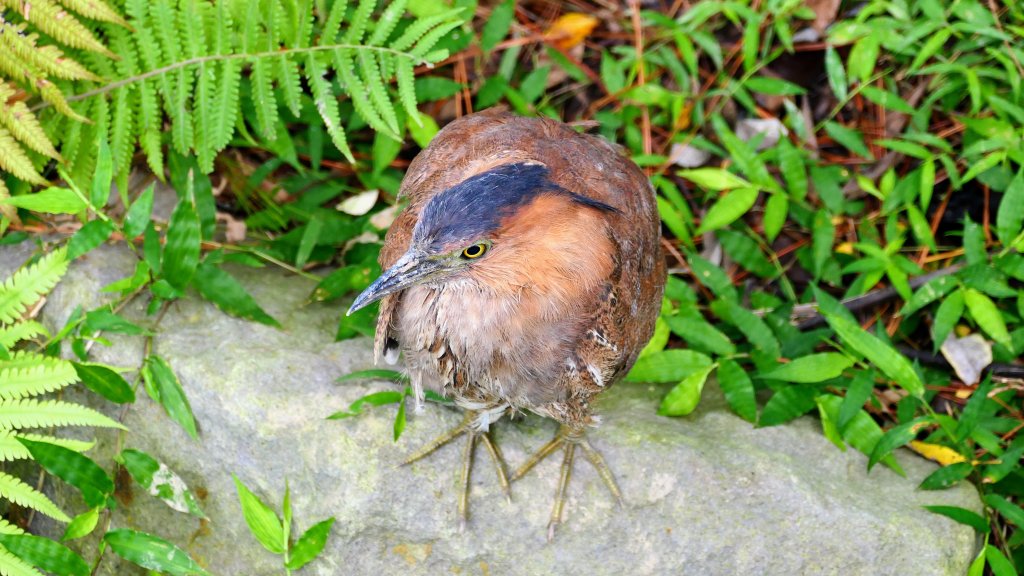 華江自然公園,華中河濱公園封面圖