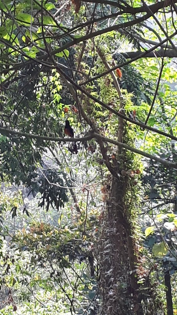 2019 03 27 紅毛埤山&大湖尖山_552855