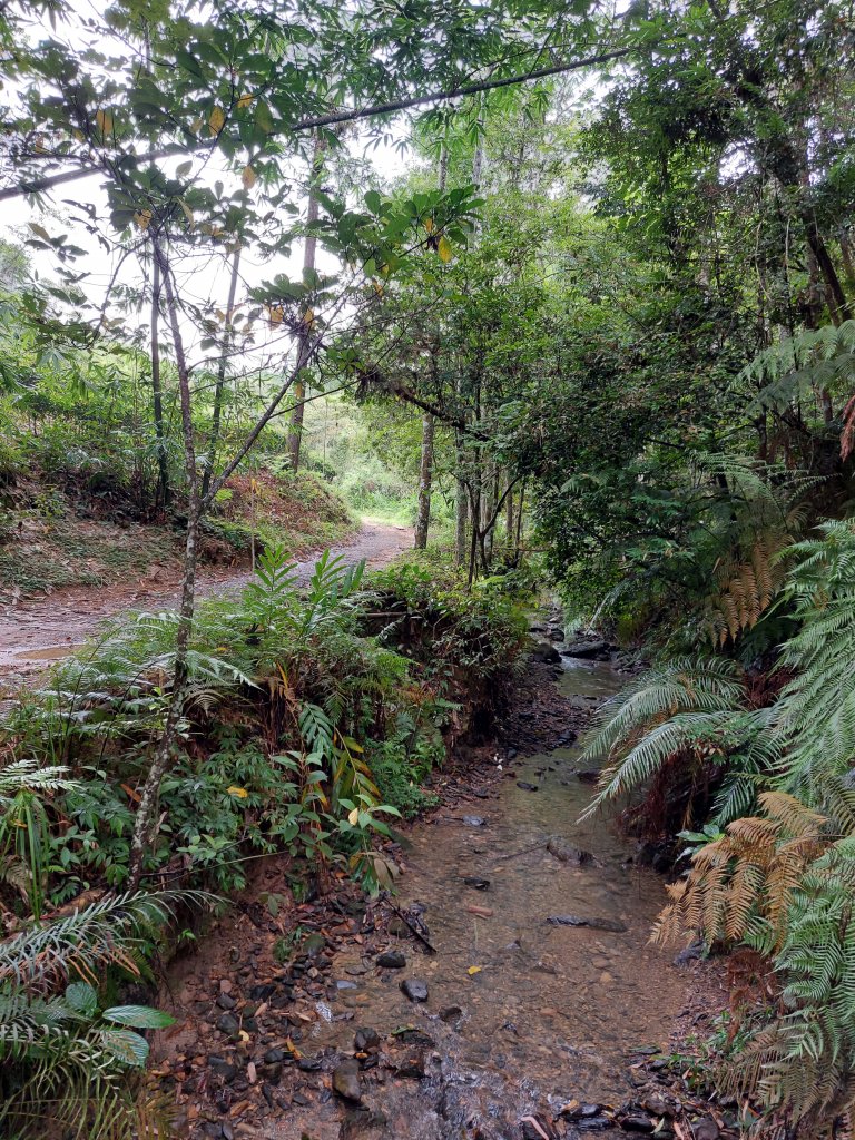 一日魚池三步道：澀水森林步道、魚池尖登山步道、金龍山步道20220702_1803883