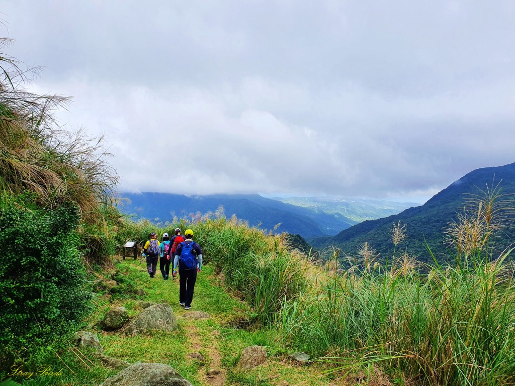 【擔魚之路】金包里大道賞秋芒_1491495