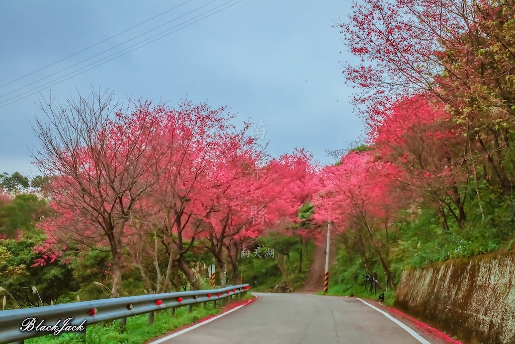 向天湖山的櫻花_260838