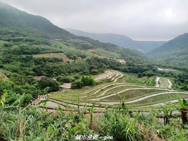 【新北石門】全台唯一火山岩石砌梯田。 嵩山百年梯田阡陌步道封面圖
