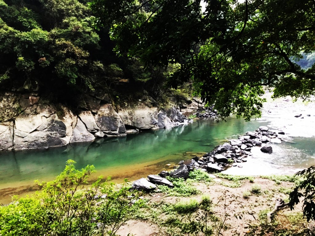 百大必訪步道 蕨類天堂 森林癒_1824052