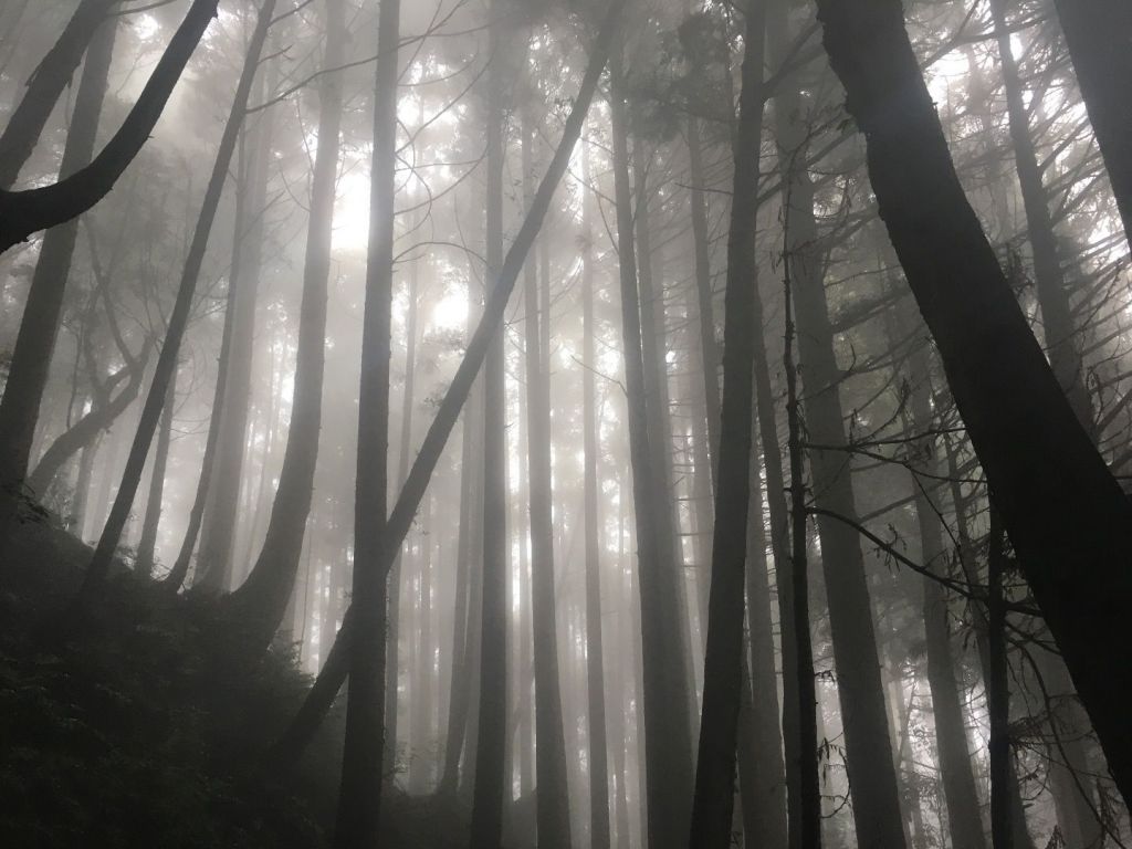 觀霧檜山巨木森林步道_171720