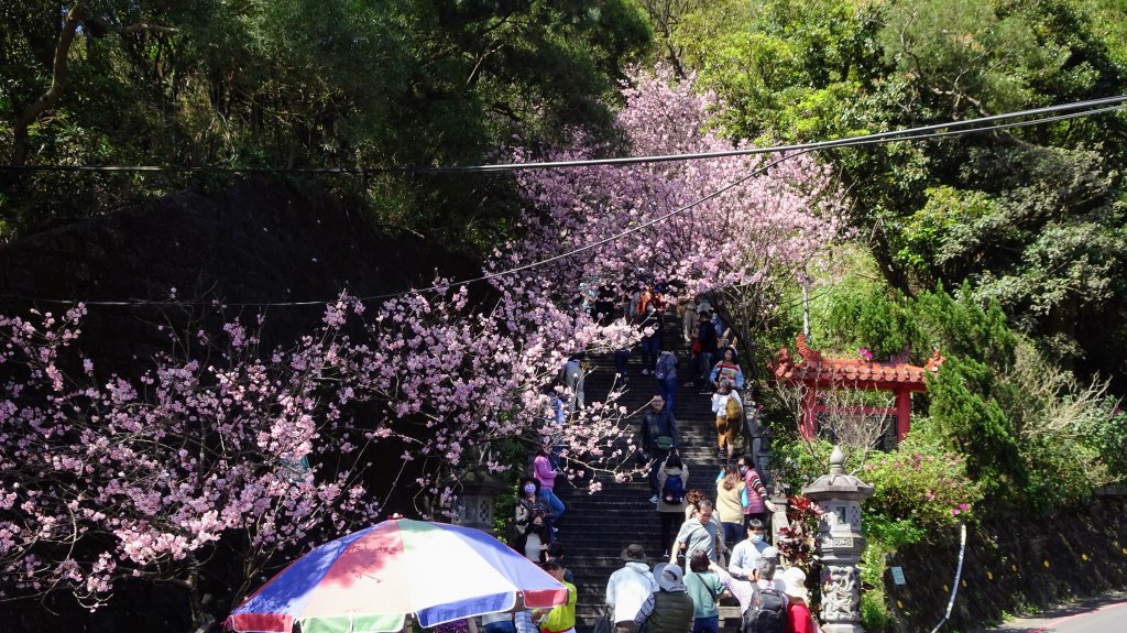 碧山巖櫻花_2035610