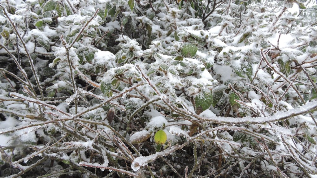 台北後花園下雪了 ！_1232109