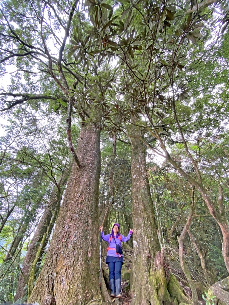 鳶嘴稍來神木、稍來山O型走2020915_1102459