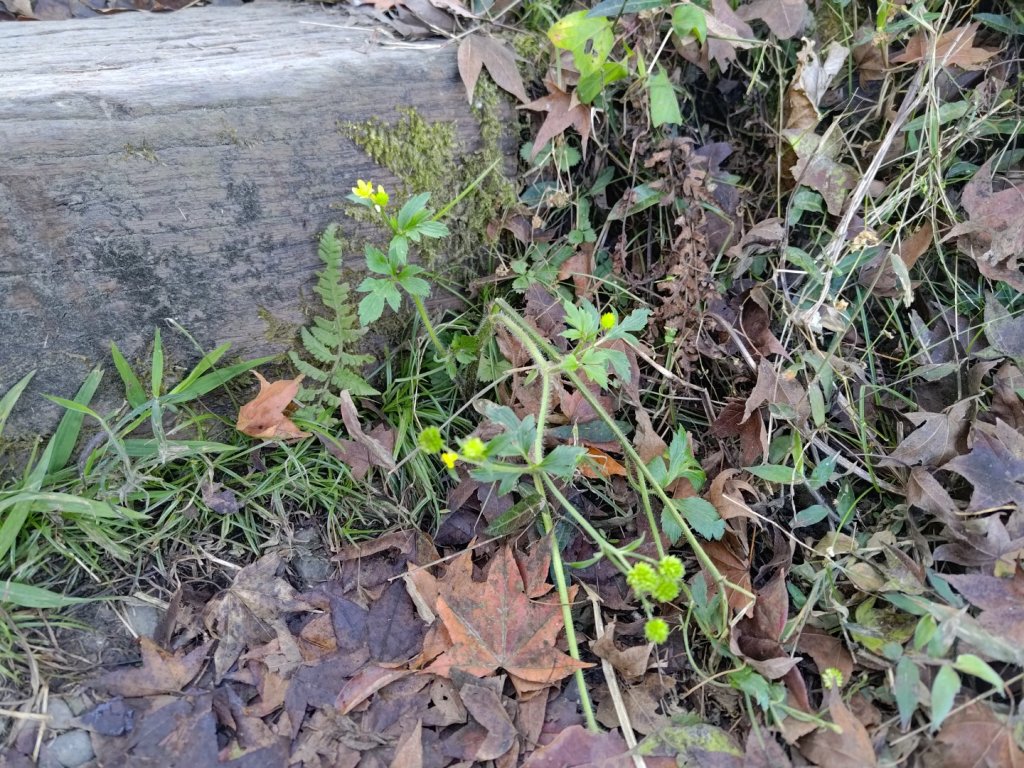 植物照片雞籠山九龍山大凍山_2395692