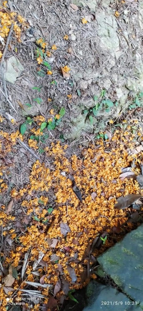 天上山（小百岳集起來）- 前半段路徑和靄可親、後半段面目猙獰_1379337